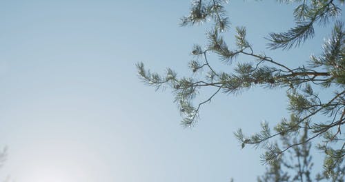 有关冷杉, 分支机构, 多风的免费素材视频