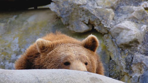 有关动物, 危险, 岩石的免费素材视频