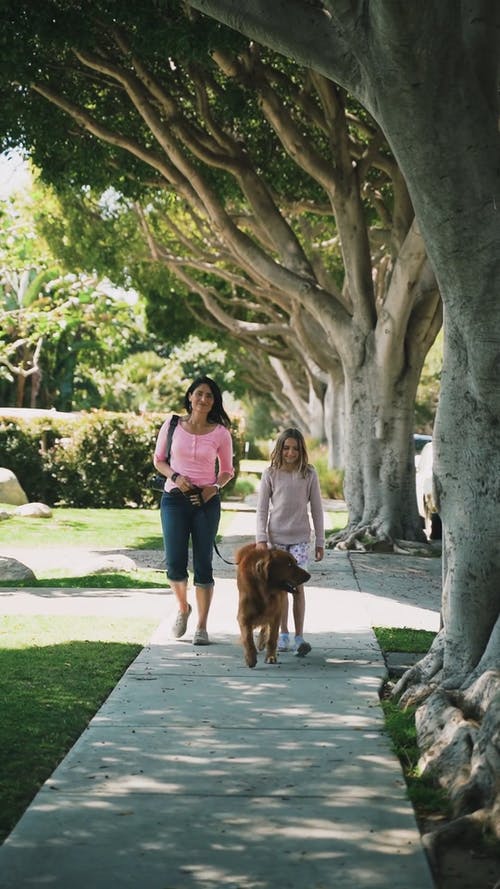 有关一起, 人行道, 伴侣的免费素材视频