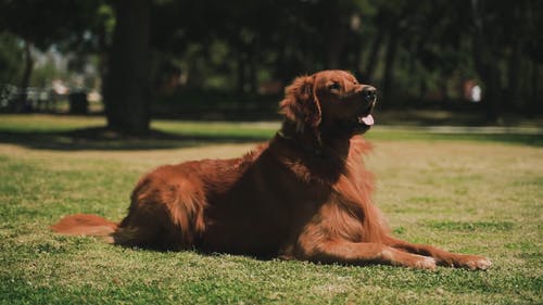 有关动物, 可爱的, 地面的免费素材视频