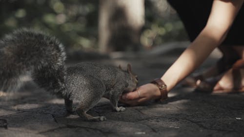 有关公园, 动物爱好者, 动物的免费素材视频