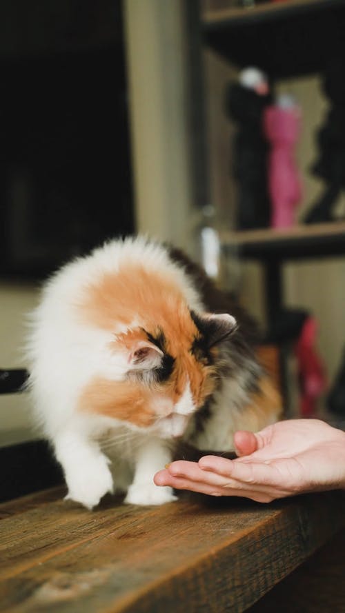 有关动物, 可爱, 垂直视频的免费素材视频