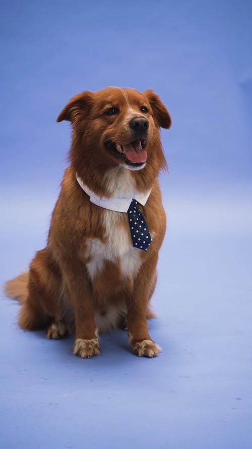 有关伴侣, 可爱, 可爱的的免费素材视频