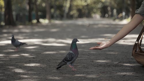 有关动物, 吃, 地面的免费素材视频