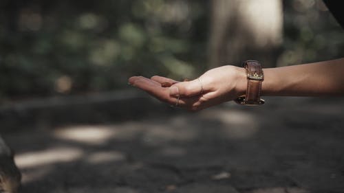 有关公园, 动物爱好者, 动物的免费素材视频