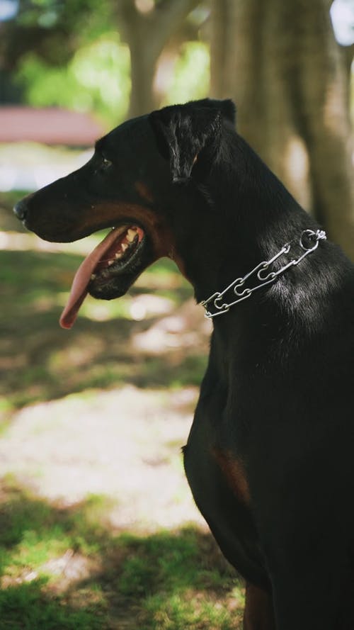 有关侧面图, 公园, 哺乳动物的免费素材视频