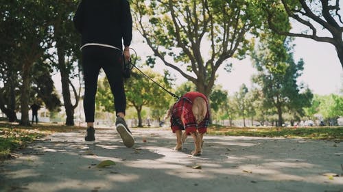 有关@户外, 宠物护理, 家畜的免费素材视频