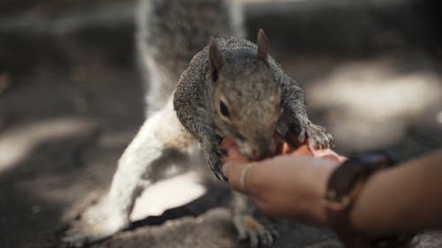 有关动物爱好者, 可爱的动物, 吃的免费素材视频