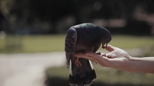 有关birds_flying, 动物肖像, 城市鸟类的免费素材视频