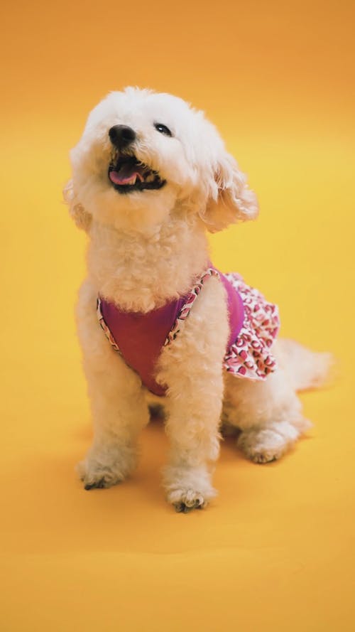 有关伸出舌头, 动物, 可爱的免费素材视频