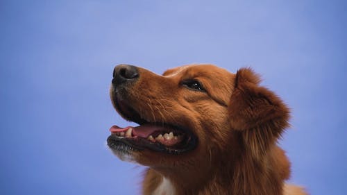 有关动物, 可爱, 可爱的的免费素材视频