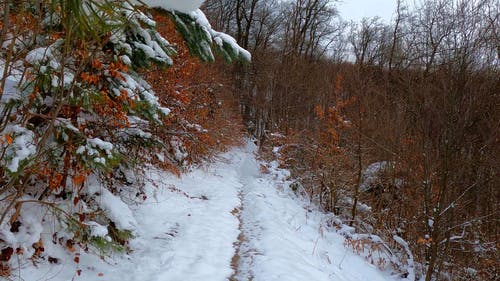 有关人造雪, 冬季, 冰的免费素材视频