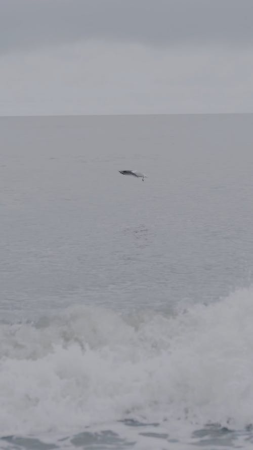 有关动物, 垂直视频, 天性的免费素材视频
