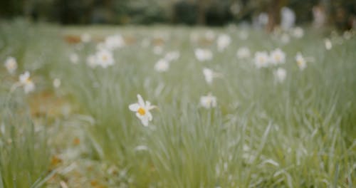 有关天性, 工厂, 微妙的免费素材视频
