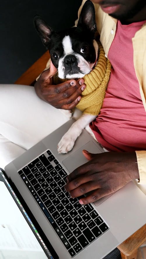 有关3C用品, 垂直视频, 宠物的免费素材视频