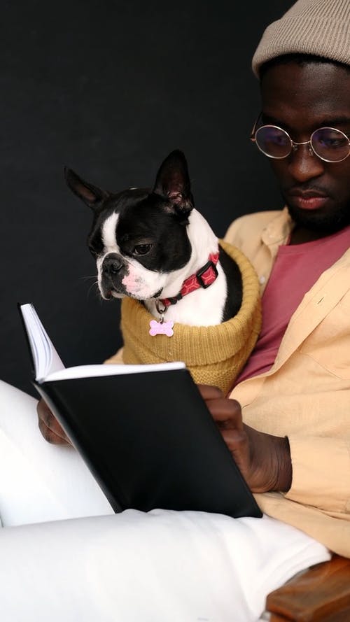 有关垂直视频, 宠物, 手的免费素材视频