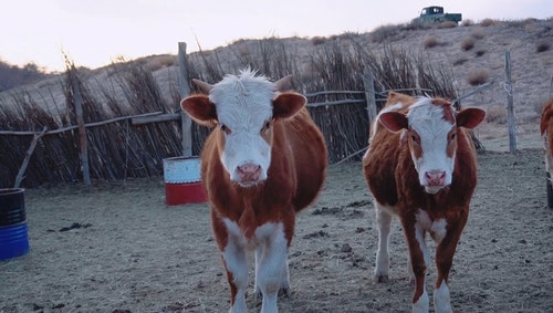 有关动物,家畜,户外的免费素材视频