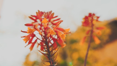 有关植物群,模糊的背景,橘色的花的免费素材视频