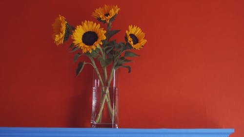 有关＃室内, 增长, 夏天的免费素材视频