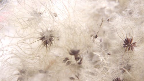 有关光, 夏天, 大麻的免费素材视频