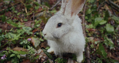 有关兔子,兔子耳朵,动物的免费素材视频
