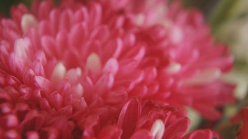 有关特写, 绽放, 花的免费素材视频