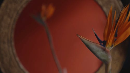 有关＃室内, orange_background, 反射的免费素材视频