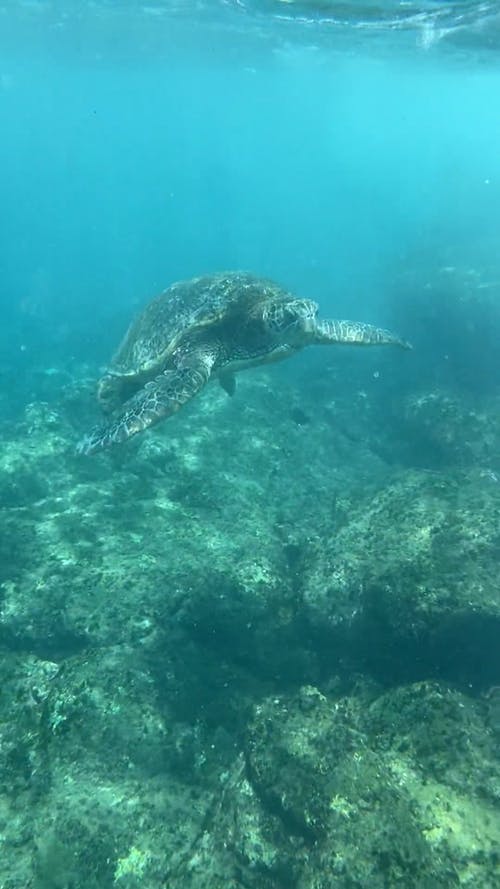 有关垂直视频, 埋, 天性的免费素材视频