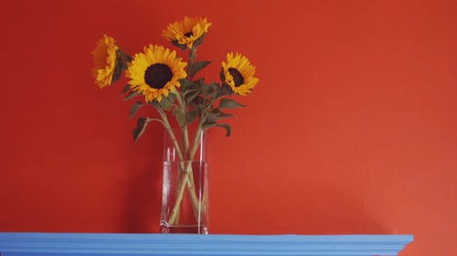 有关向日葵, 天性, 室内的免费素材视频