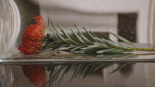 有关＃室内, 变焦镜头, 多莉射击的免费素材视频