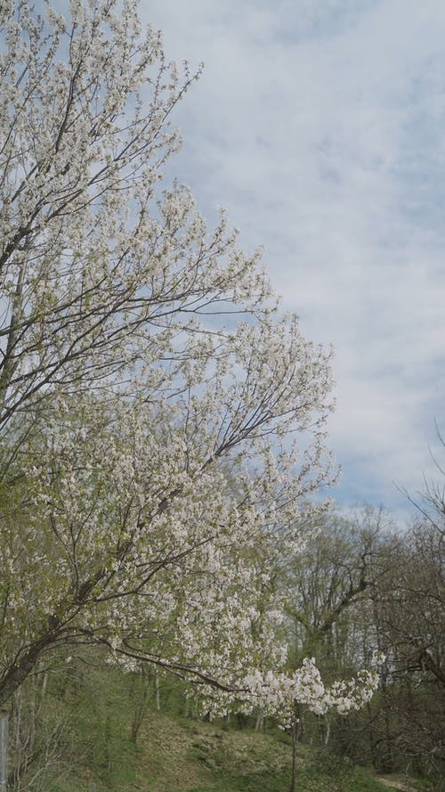 有关垂直视频, 天空, 季节的免费素材视频