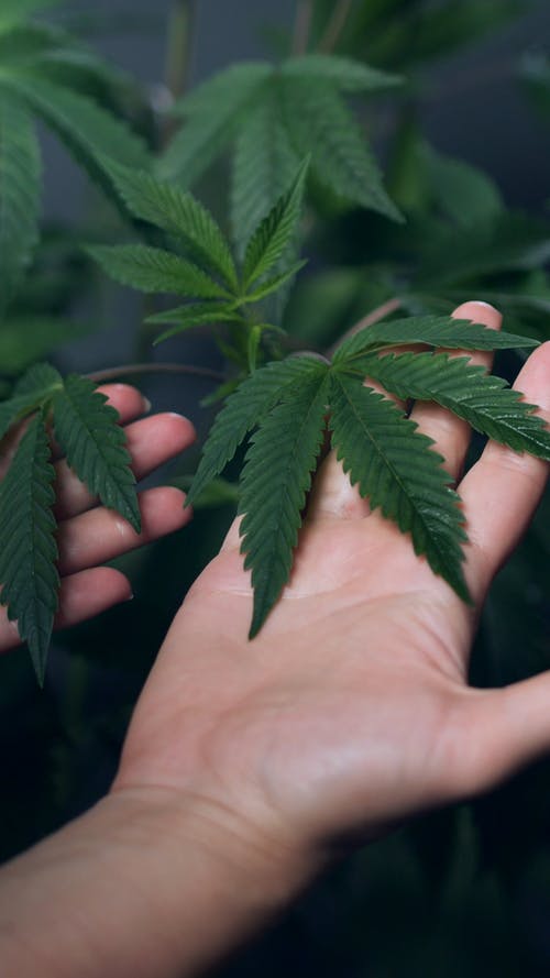 有关印度大麻, 垂直视频, 大麻的免费素材视频