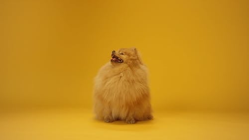 有关orange_background, 动物, 可爱的免费素材视频