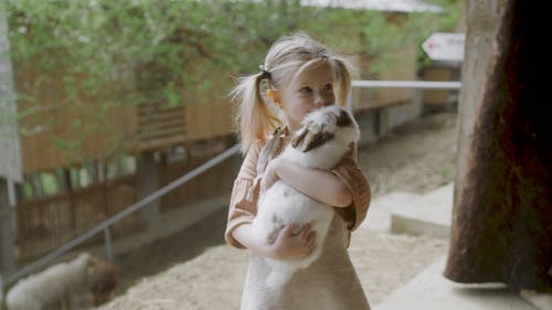 有关兔子, 动物, 可爱的免费素材视频