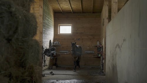 有关乾草, 动物, 原本的免费素材视频