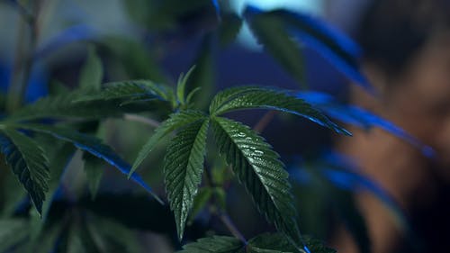 有关人, 印度大麻, 大麻的免费素材视频