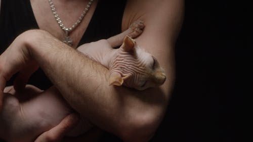 有关人, 动物, 品种的免费素材视频