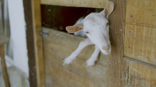有关下田, 动物, 哺乳动物的免费素材视频