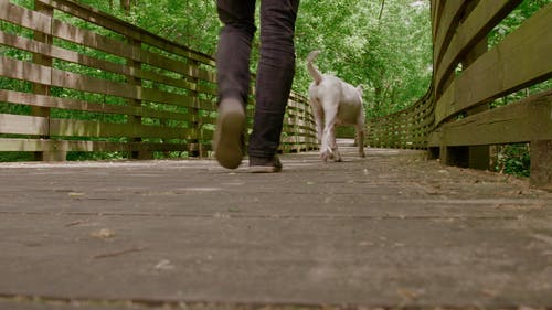 有关人, 休闲, 家畜的免费素材视频