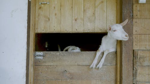 有关人, 国内, 女人的免费素材视频