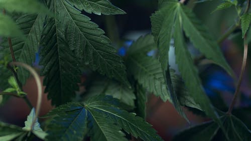 有关倾斜射击, 印度大麻, 大麻的免费素材视频