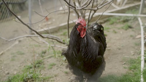 有关公鸡, 动物, 家畜的免费素材视频