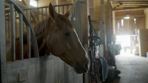 有关侧面图, 光, 动物头的免费素材视频