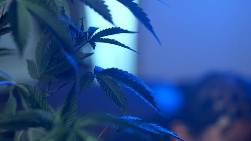 有关印度大麻, 大麻, 大麻农场的免费素材视频