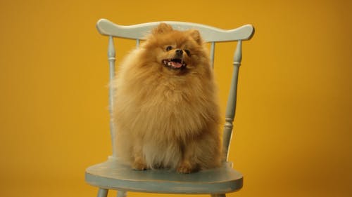 有关orange_background, 动物, 可爱的免费素材视频