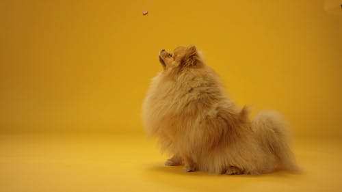 有关orange_background, 到达, 动物的免费素材视频