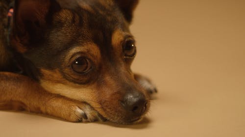 有关动物, 动物的鼻子, 可爱的免费素材视频