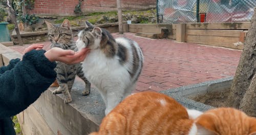 有关动物爱好者, 户外, 手的免费素材视频