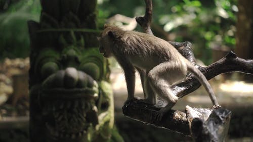 有关公园, 分公司, 动物的免费素材视频