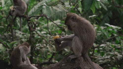 有关公园, 动物, 印尼的免费素材视频